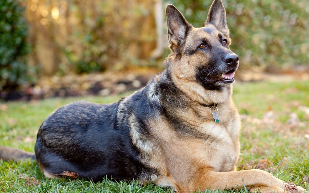 الراعي الألماني "German shepherd"