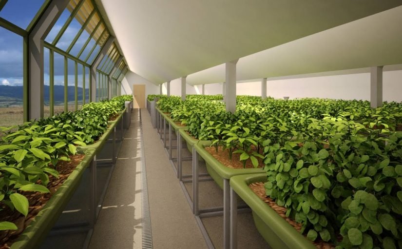 d8a7d984d8b2d8b1d8a7d8b9d8a9-d981d98a-d8a7d984d8a7d985d8a7d8b1d8a7d8aa-825x510-2 تقرير قصير عن الزراعة في دولة الامارات