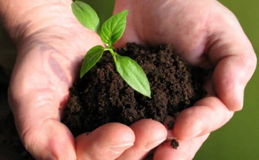 d8a7d984d8b2d8b1d8a7d8b9d8a9-d981d98a-d8a7d984d985d986d8b2d984-825x510-2 كيفية الزراعة في البيت