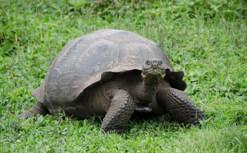 d8a7d984d8b3d984d8a7d8add981-825x510-2 السلاحف