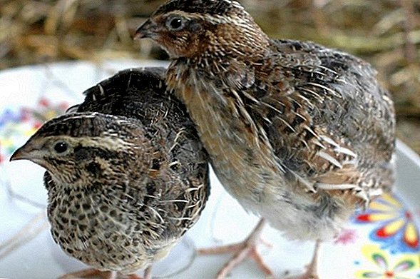 السمان الإستوني السمان الإستوني