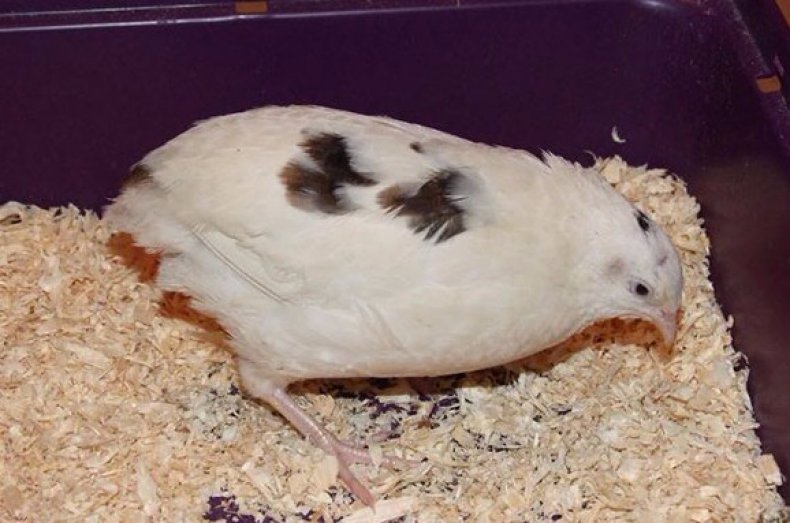 السمان الإنجليزي السمان الإنجليزي