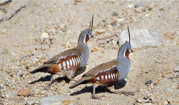 السمان الجبلي السمان الجبلي