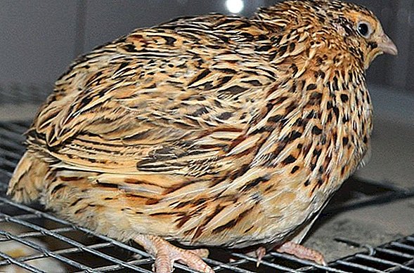 السمان الذهبي السمان الذهبي