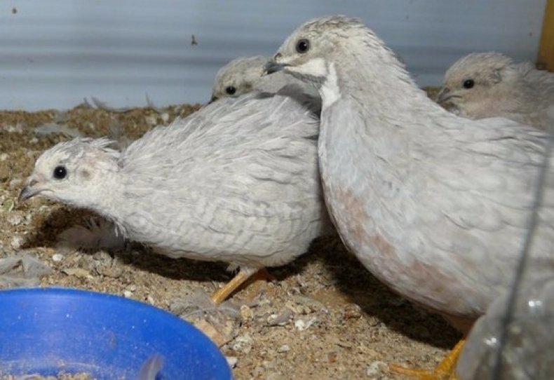 السمان الرخام السمان الرخام