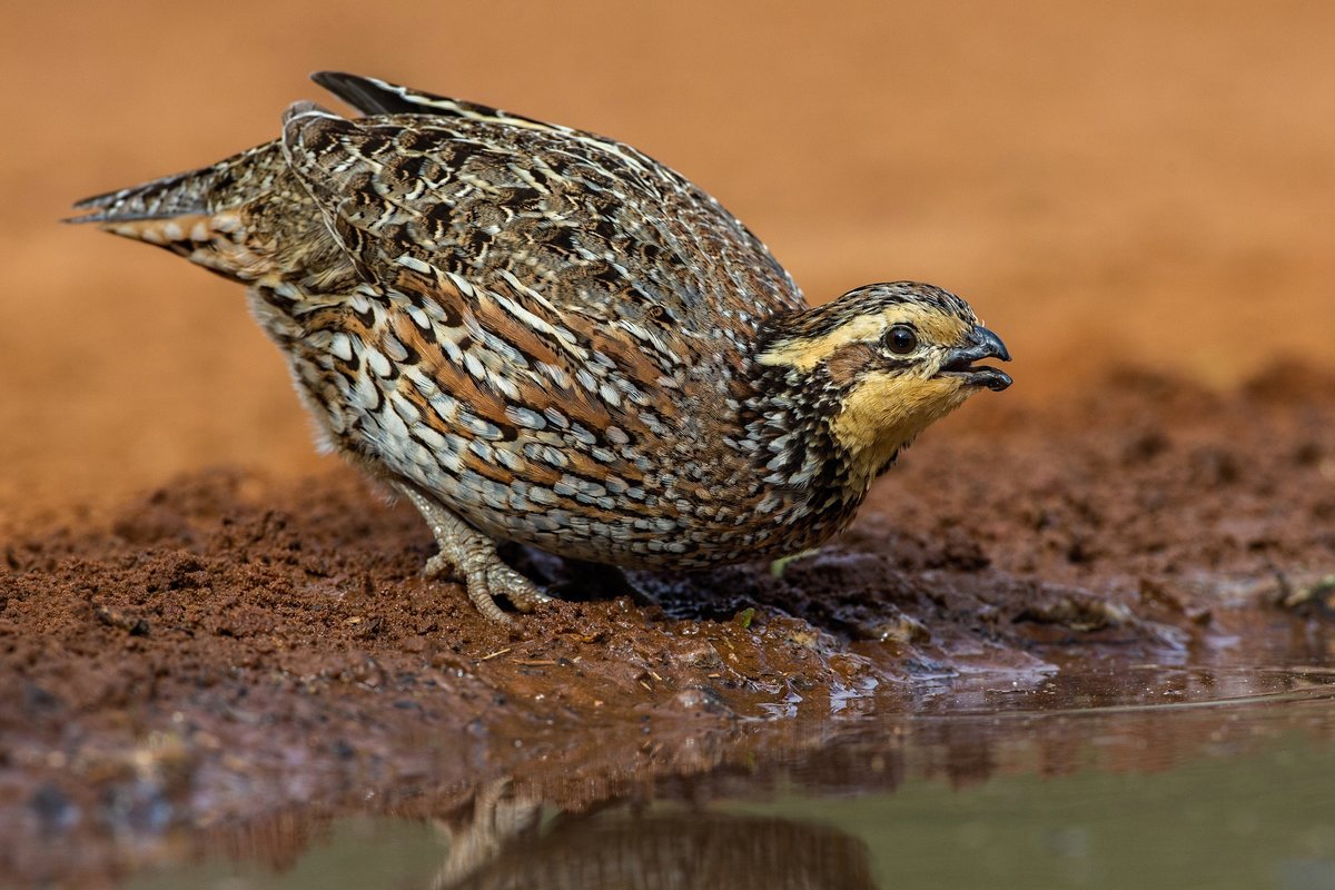 السمان العادي السمان العادي