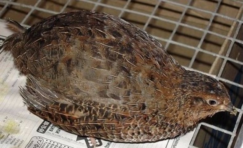 السمان الياباني السمان الياباني