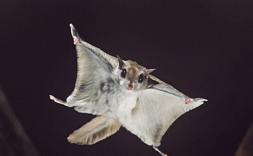 d8a7d984d8b3d986d8acd8a7d8a8-d8a7d984d8b7d8a7d8a6d8b1-825x510-2 السنجاب الطائر