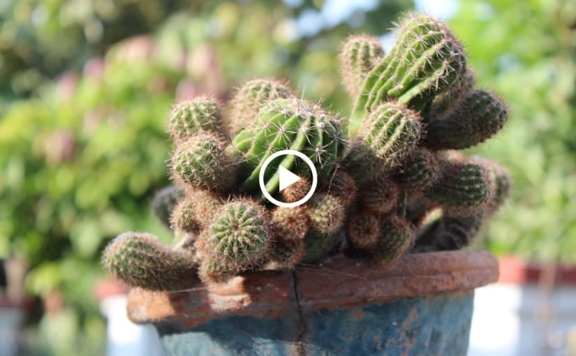 d8a7d984d8b5d8a8d8a7d8b1-d984d984d8b4d8b9d8b1-d8aad8acd8b1d8a8d8aad98a-825x510-2 الصبار للشعر تجربتي