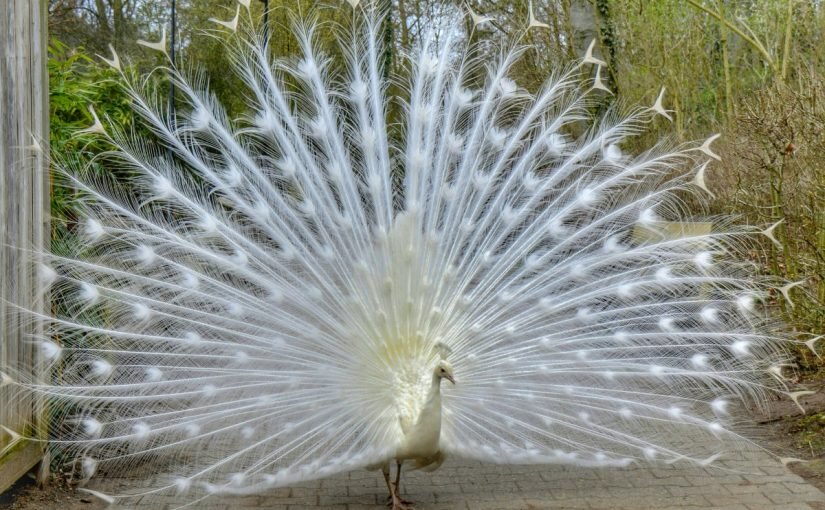 d8a7d984d8b7d8a7d988d988d8b3-d8a7d984d8a7d8a8d98ad8b6-825x510-2 بحث عن الطاووس الابيض