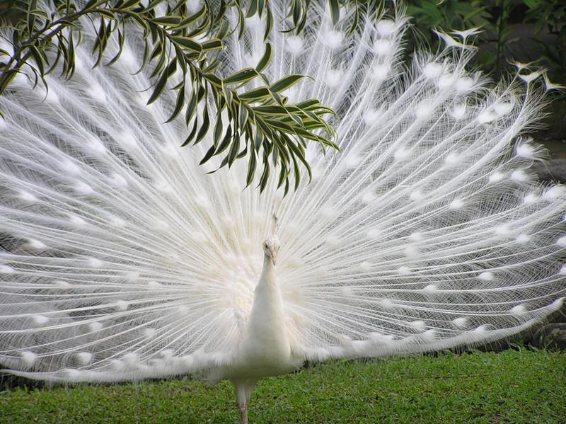 d8a7d984d8b7d8a7d988d988d8b3-d8a7d984d8a7d8a8d98ad8b61 الطاووس الابيض