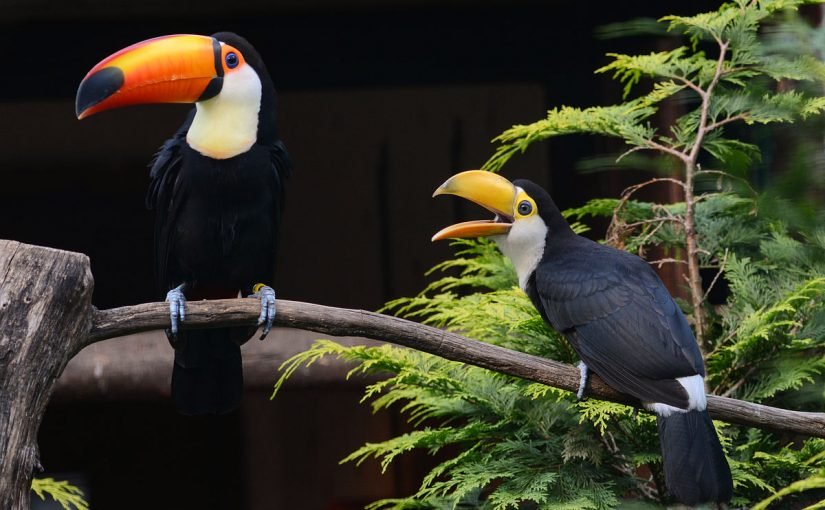 d8a7d984d8b7d988d982d8a7d986-825x510-2 معلومات حول طائر الطوقان