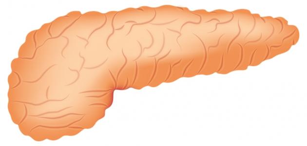 الغدة التي تفرز مادة الإنسولين