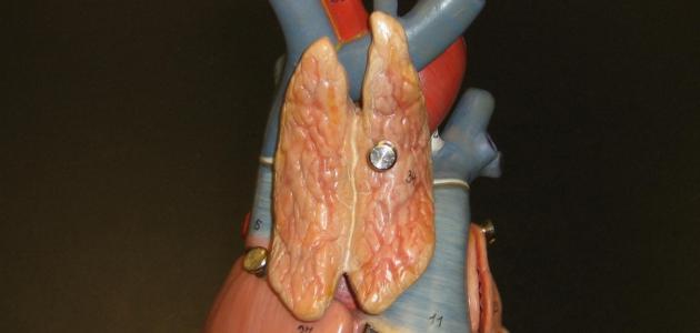 الغدة الزعترية