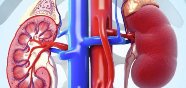 الغدة الكظرية وهرموناتها