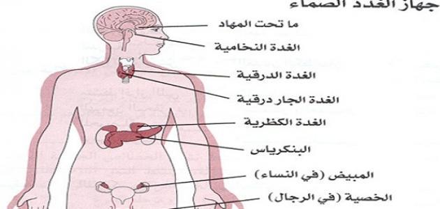 الغدد في جسم الإنسان