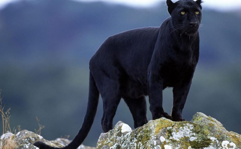 d8a7d984d981d987d8af-d8a7d984d8a3d8b3d988d8af-825x510-2 الفهد الأسود