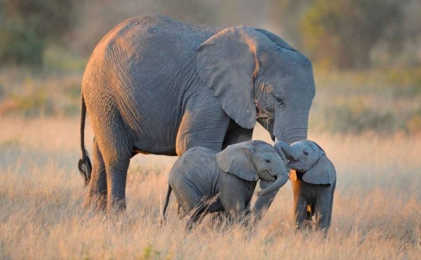 d8a7d984d981d98ad984-825x510-2 فترة حمل الفيل كم يوم