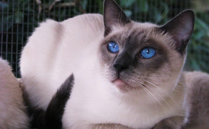 d8a7d984d982d8b7-d8a7d984d8b3d98ad8a7d985d98a-825x510-2 معلومات عن القطط السيامية