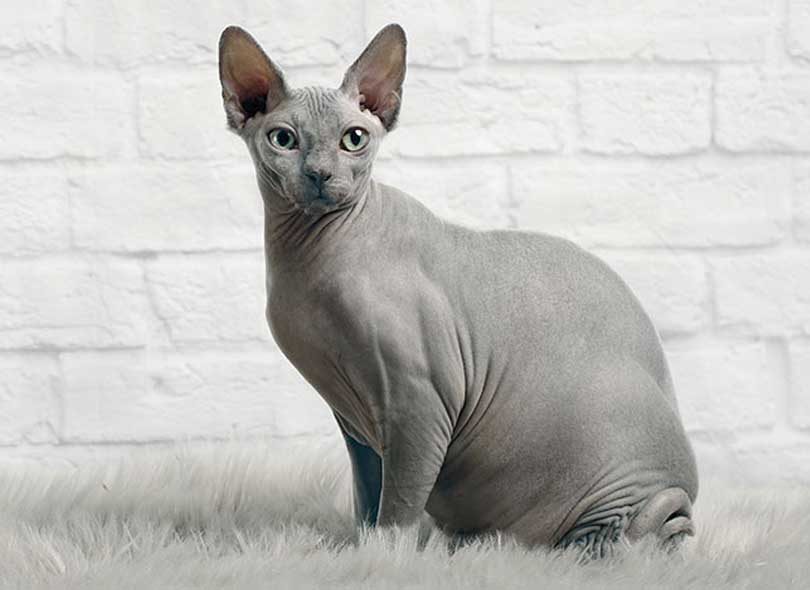 القط الفرعوني القط الفرعوني