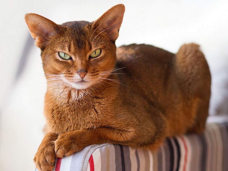 القطط الحبشية القطط الحبشية