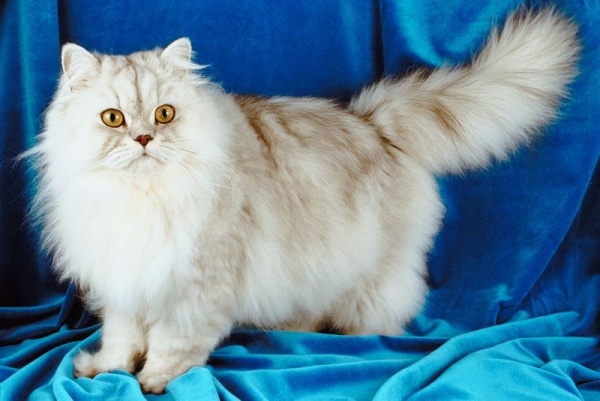 القطط الفارسية القطط الفارسية