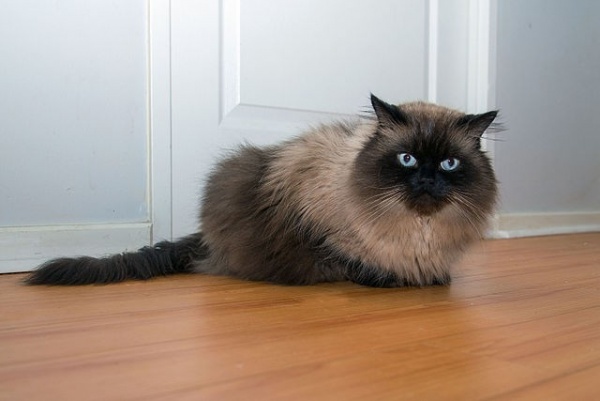 القطط الفارسية القطط الفارسية