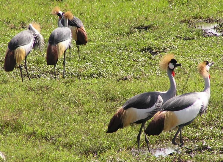 الكركي الكركي