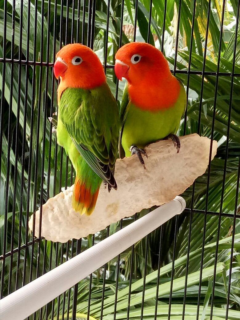 معلومات عن تربية طيور الفيشر معلومات عن تربية طيور الفيشر