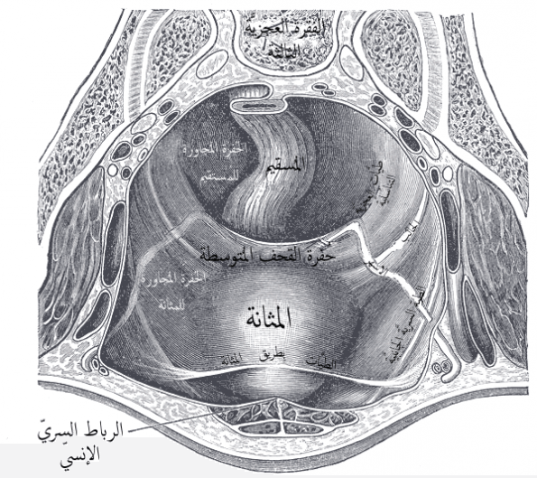 المثانة