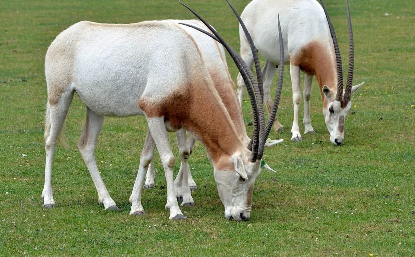 d8a7d984d985d987d8a7-d8a7d984d8b9d8b1d8a8d98a-825x510-2 المها العربي