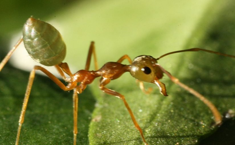 d8a7d984d986d985d984d8a9-825x510-2 بحث حول النمل