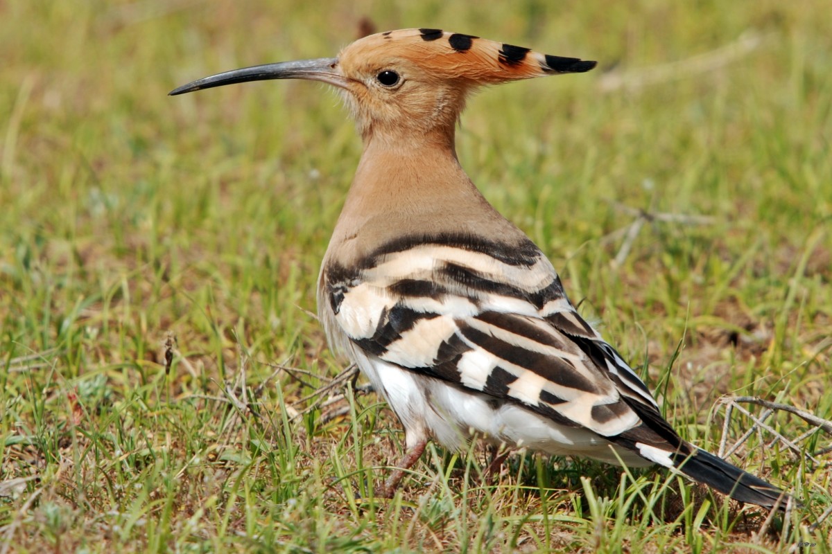 الهدهد الهدهد