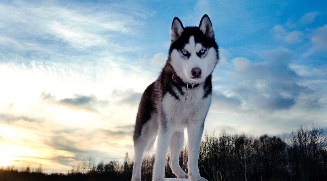 الهسكي السيبيري "Husky"