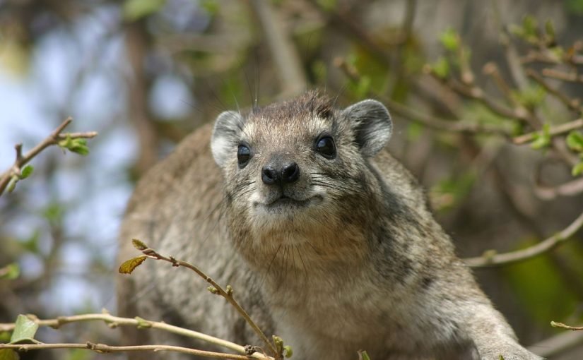 d8a7d984d988d8a8d8b1-825x510-2 بحث عن حيوان الوبر الصخري