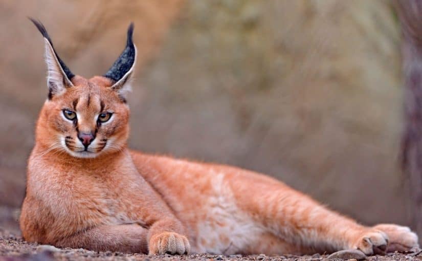 d8a7d984d988d8b4d982-d8a7d984d8b9d8b1d8a8d98a-825x510-2 الوشق العربي