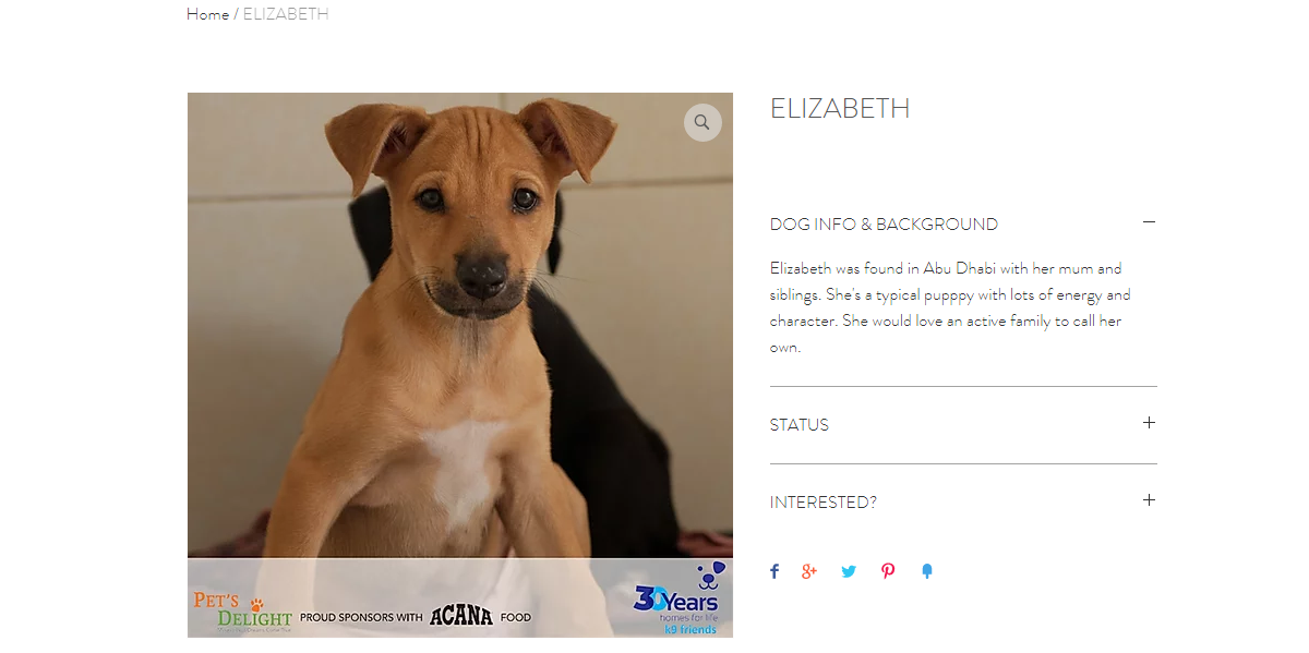 كلاب للتبني في دبي كلاب للتبني في دبي