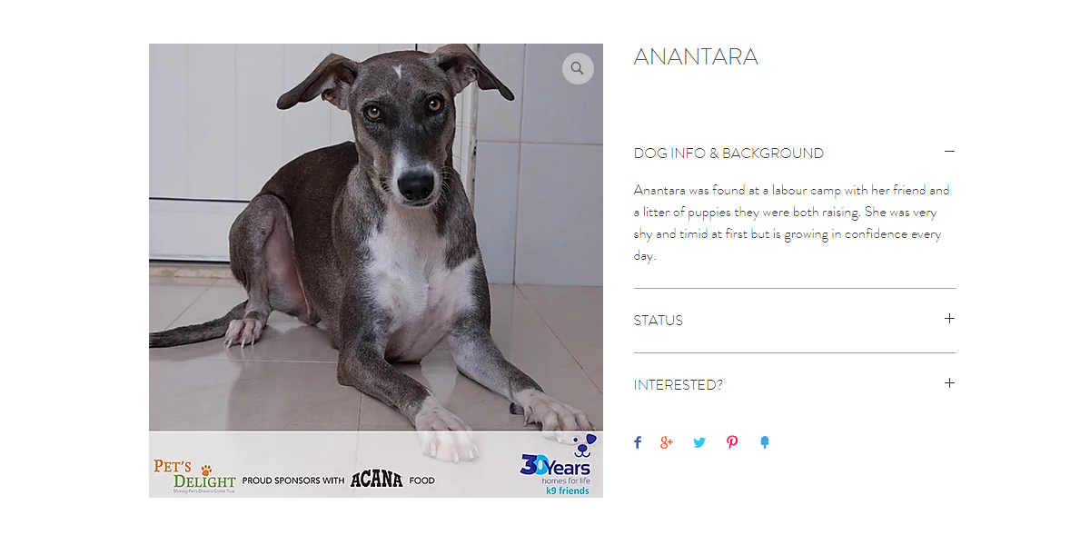 أفضل كلاب سلوقي للتبني في دبي 2020 أفضل كلاب سلوقي للتبني في دبي 2020