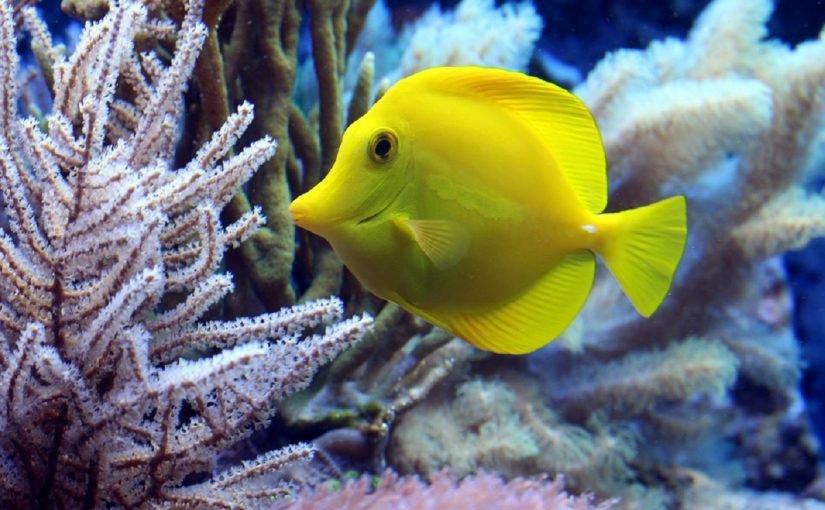 d8a7d986d988d8a7d8b9-d8a7d984d8a7d8b3d985d8a7d983-825x510-2 انواع الاسماك