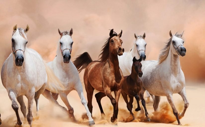 d8a7d986d988d8a7d8b9-d8a7d984d8aed98ad988d984-825x510-2 انواع الخيول