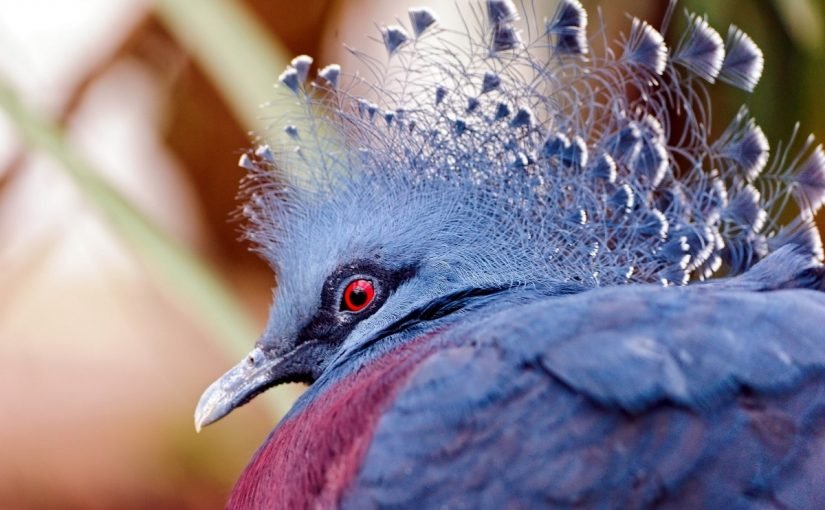 d8a7d986d988d8a7d8b9-d8a7d984d8b7d98ad988d8b11-825x510-2 انواع الطيور واسمائها ومعلومات عنها