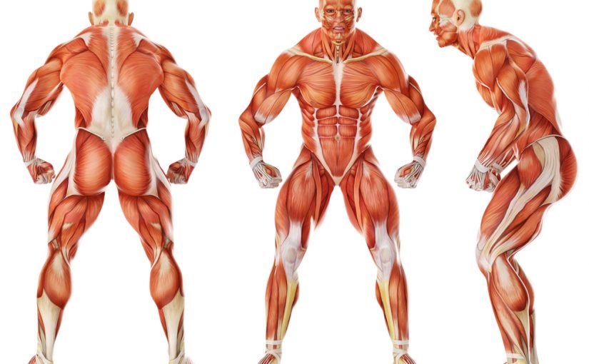d8a7d986d988d8a7d8b9-d8a7d984d8b9d8b6d984d8a7d8aa-825x510-2 ما هي انواع العضلات في الجسم