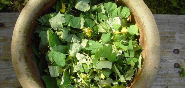 ايقاف نزيف الدورة الشهرية بالاعشاب