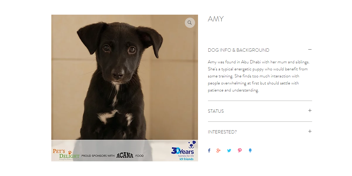 كلاب بيرد للتبني في دبي 2020 كلاب بيرد للتبني في دبي 2020