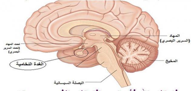 اين تقع الغدة النخامية