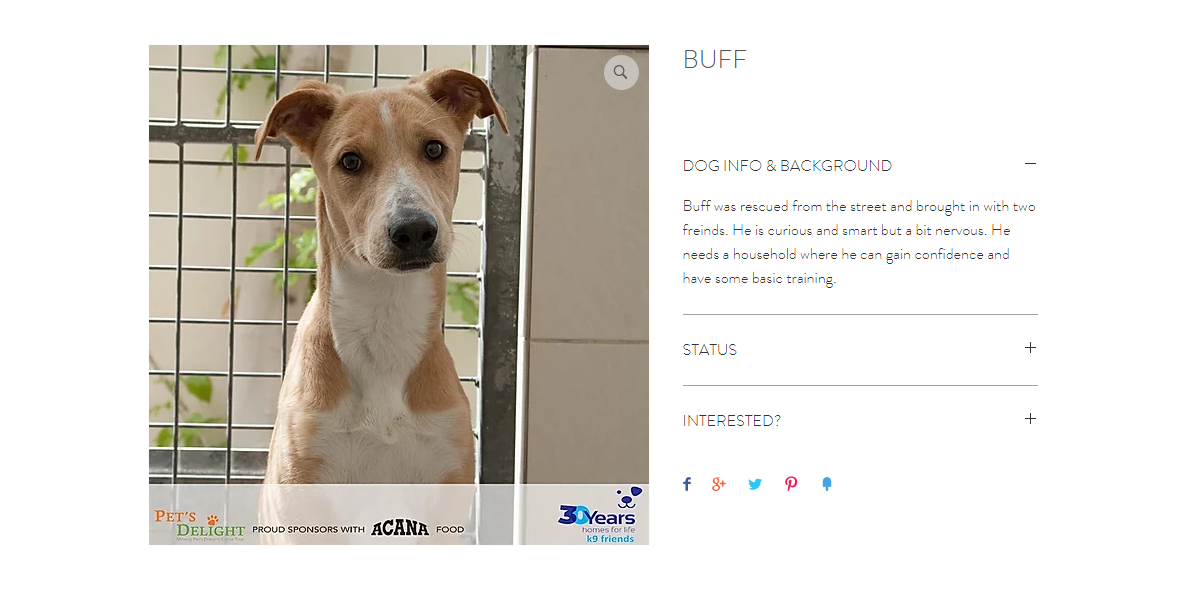 كلاب بيرد للتبني في الامارات كلاب بيرد للتبني في الامارات