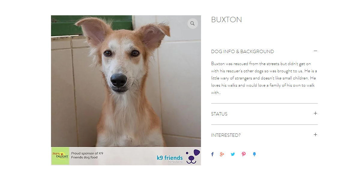 أفضل كلاب بيرد للتبني في دبي 2020 أفضل كلاب بيرد للتبني في دبي 2020