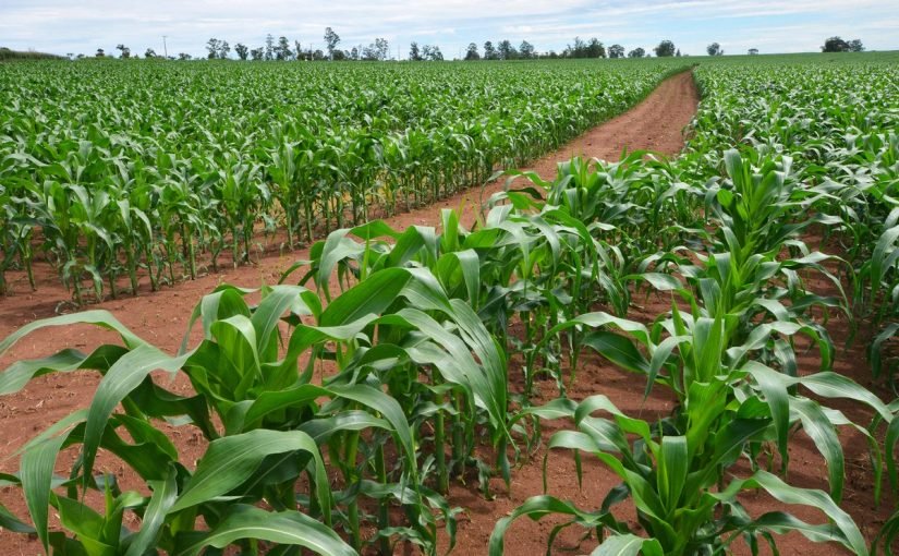 d8a8d8add8ab-d8b9d986-d8a7d984d8b2d8b1d8a7d8b9d8a9-825x510-2 بحث عن الزراعة