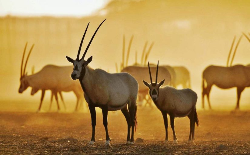 d8a8d8add8ab-d8b9d986-d8a7d984d985d987d8a7-d8a7d984d8b9d8b1d8a8d98a-825x510-2 بحث عن المها العربي