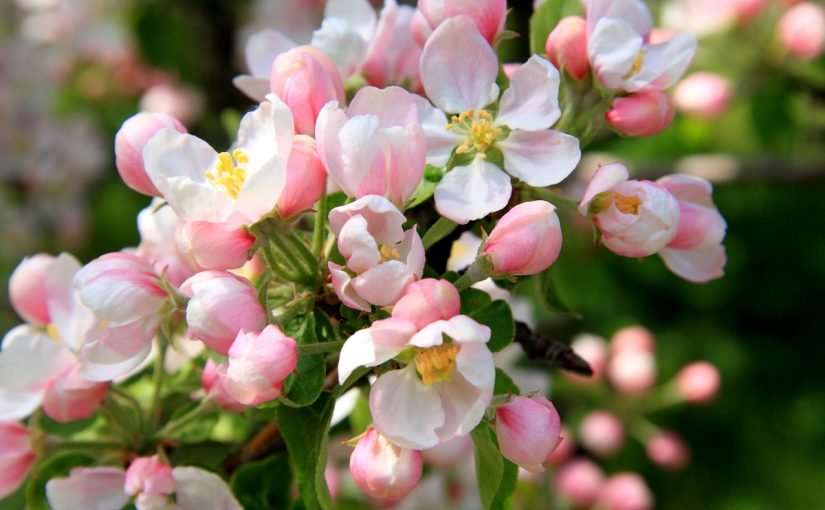 d8a8d8add8ab-d8b9d986-d8a7d984d986d8a8d8a7d8aad8a7d8aa-d8a7d984d8b2d987d8b1d98ad8a9-825x510-2 بحث عن النباتات الزهرية